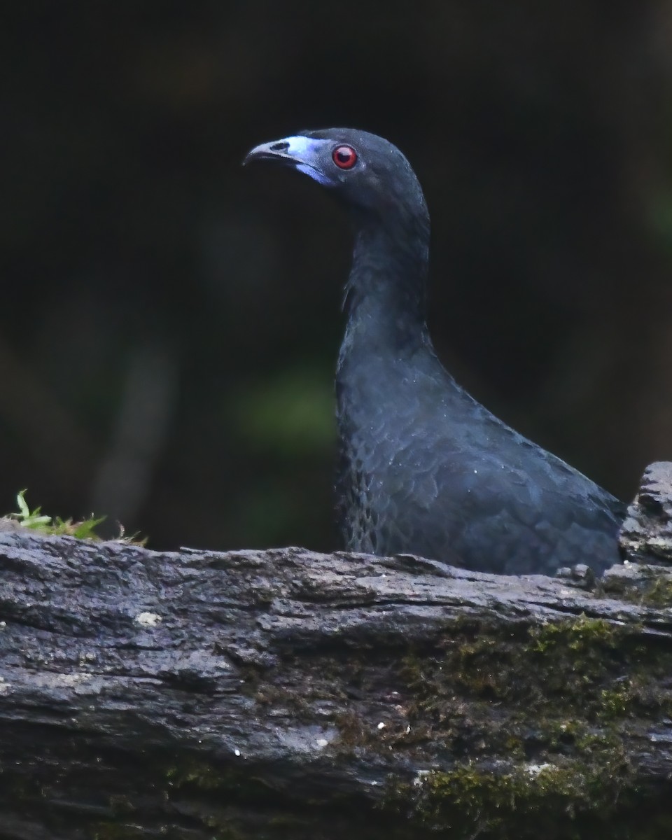 Black Guan - ML636924481