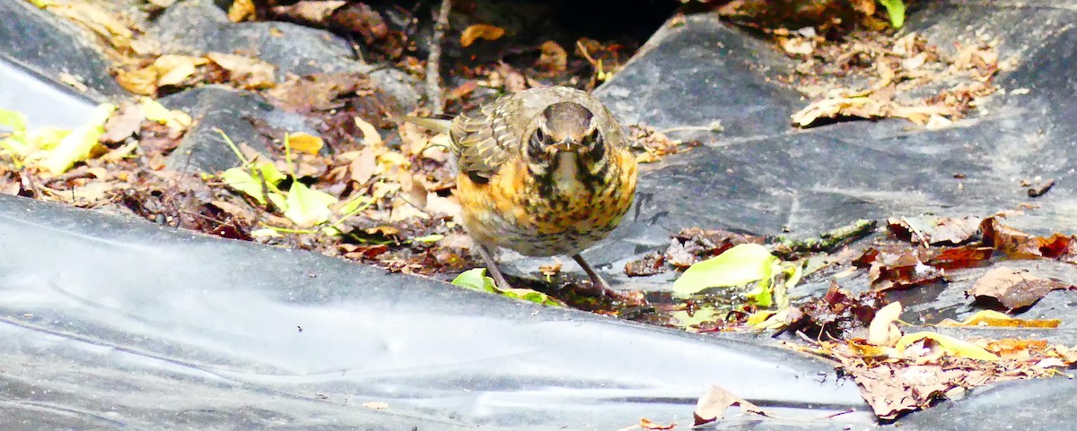 American Robin - ML636924490