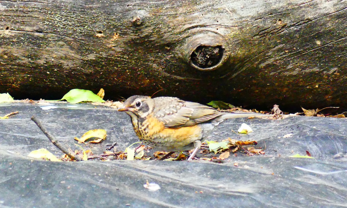 American Robin - ML636924491