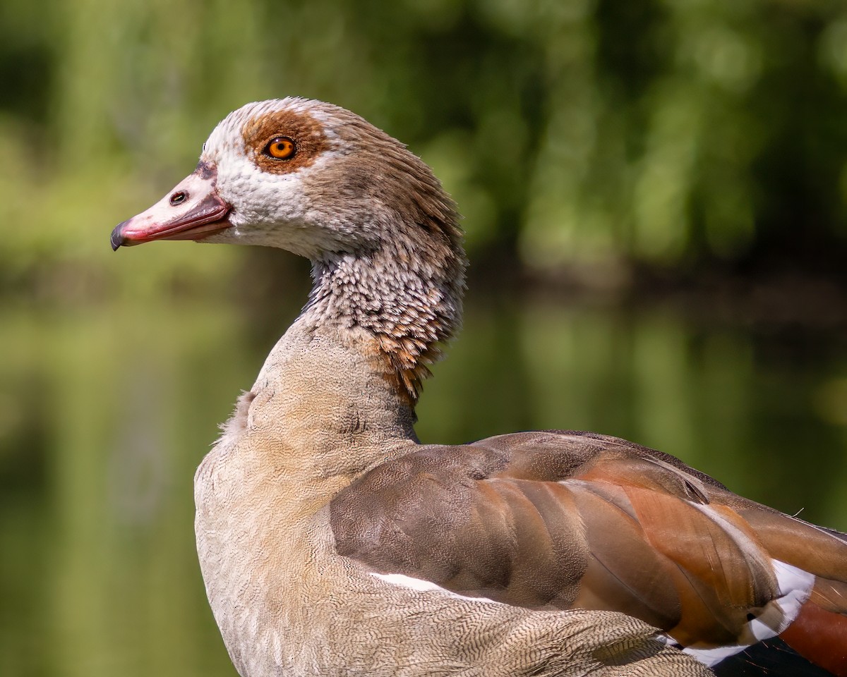 Egyptian Goose - ML636924505