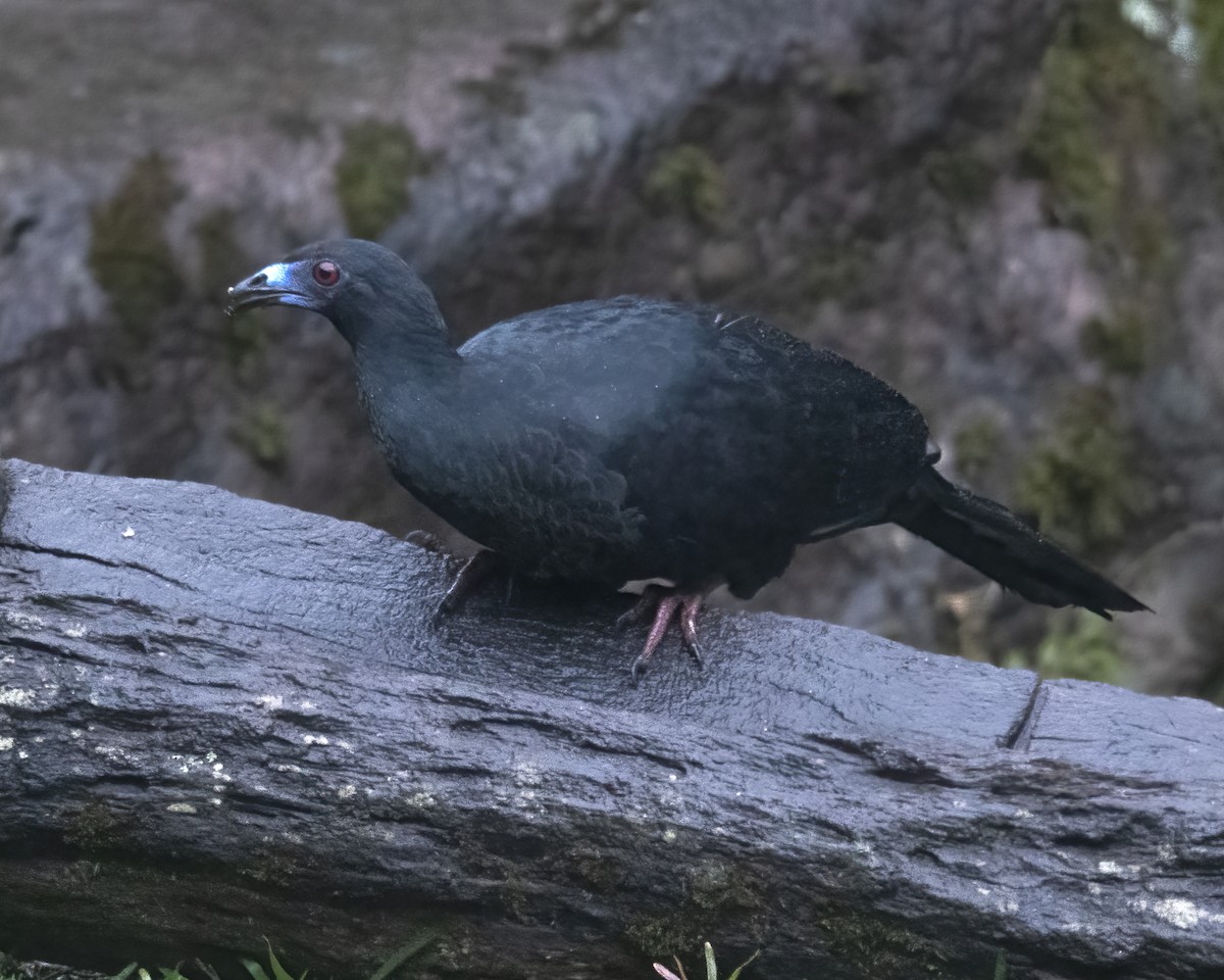 Black Guan - ML636924653