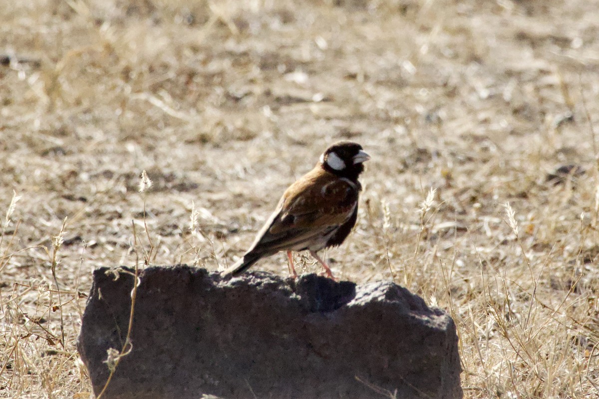 Chestnut-backed Sparrow-Lark - ML636924717