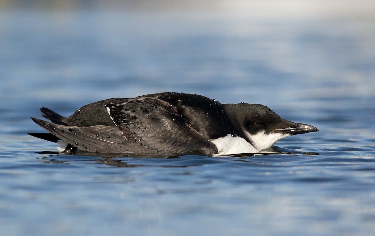 Thick-billed Murre - ML63692481