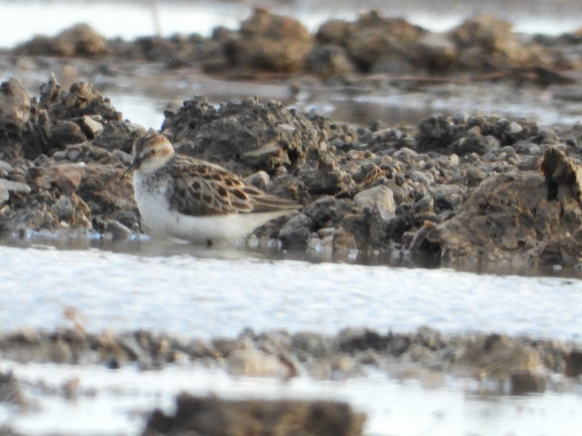sandsnipe - ML636924837