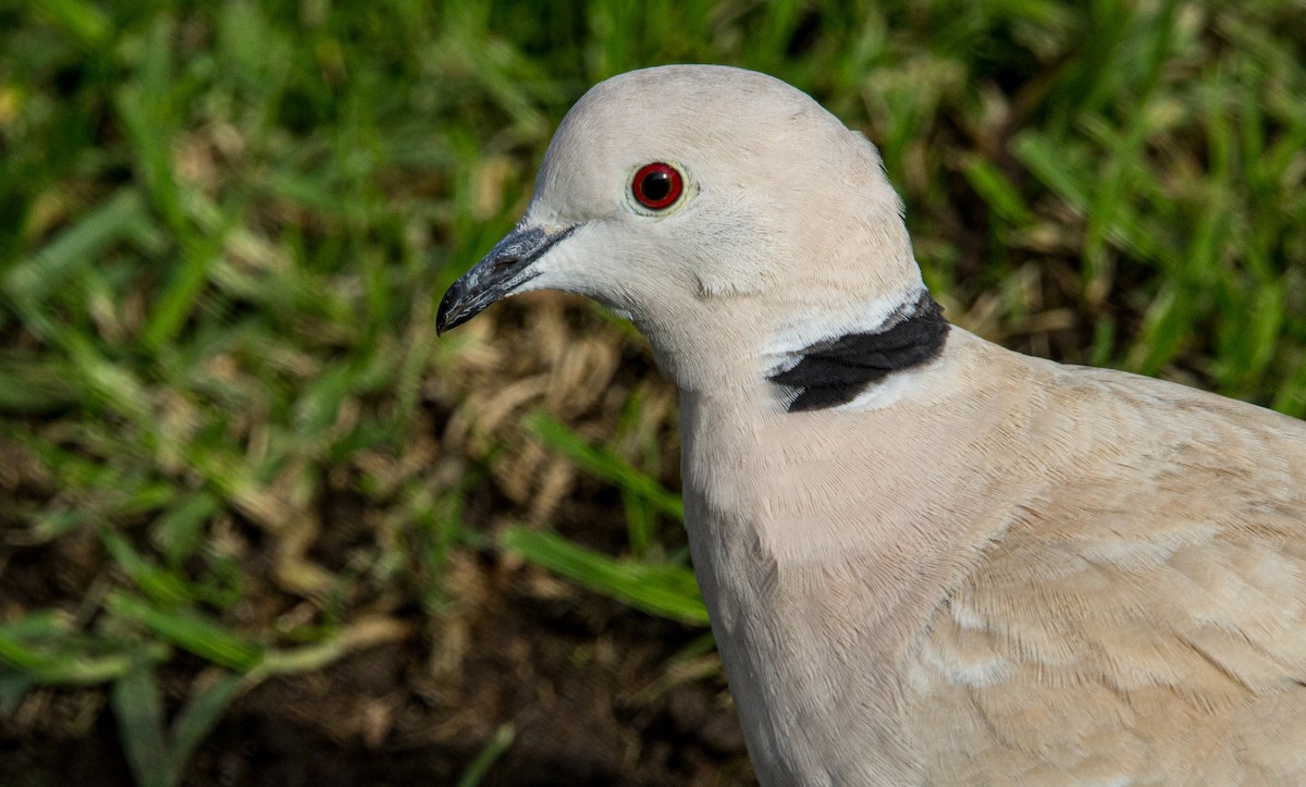 African Collared-Dove - ML636924839