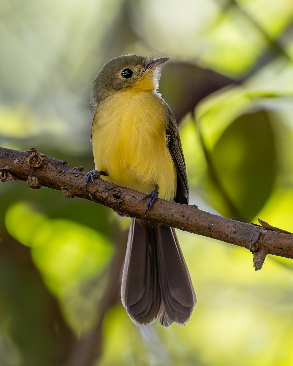 Black-tailed Flycatcher - ML636924905