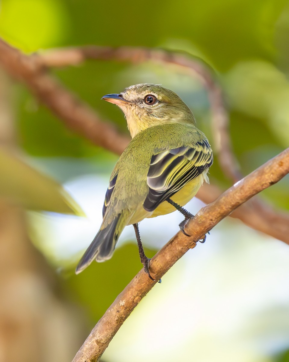 Rough-legged Tyrannulet - ML636924951