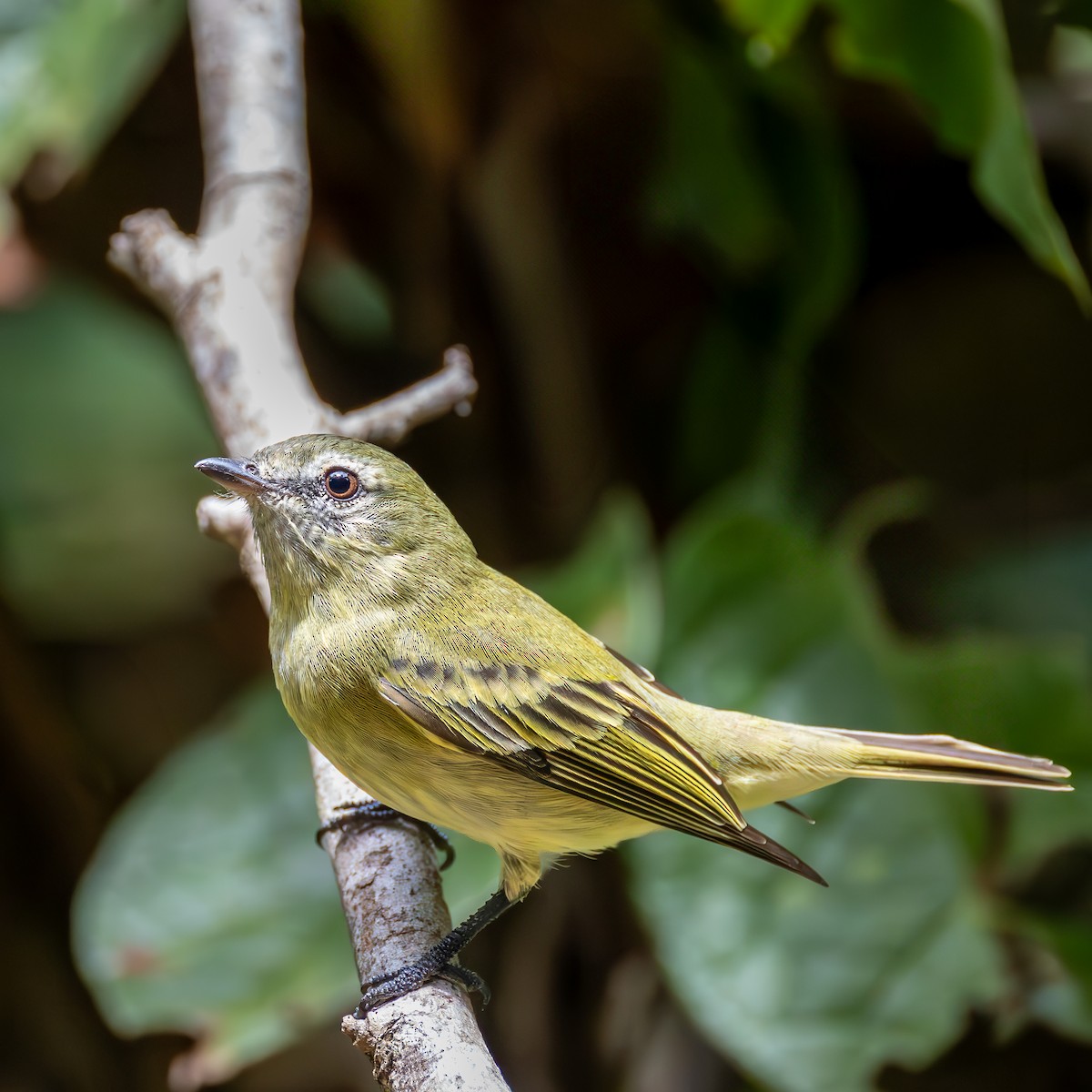 Rough-legged Tyrannulet - ML636924959