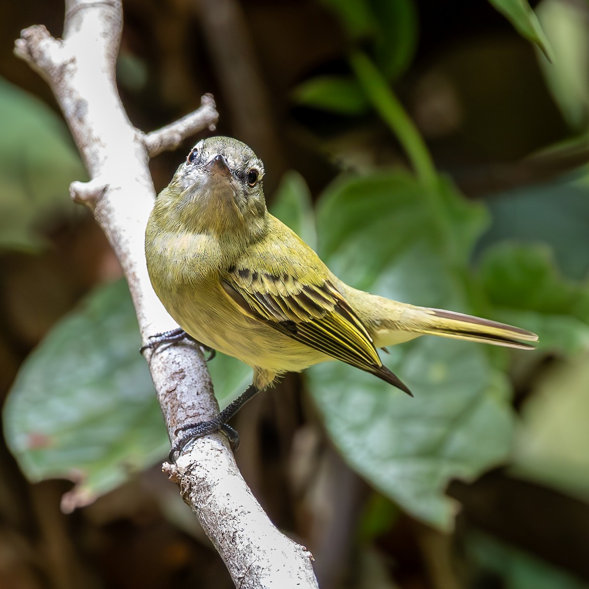 Rough-legged Tyrannulet - ML636924963