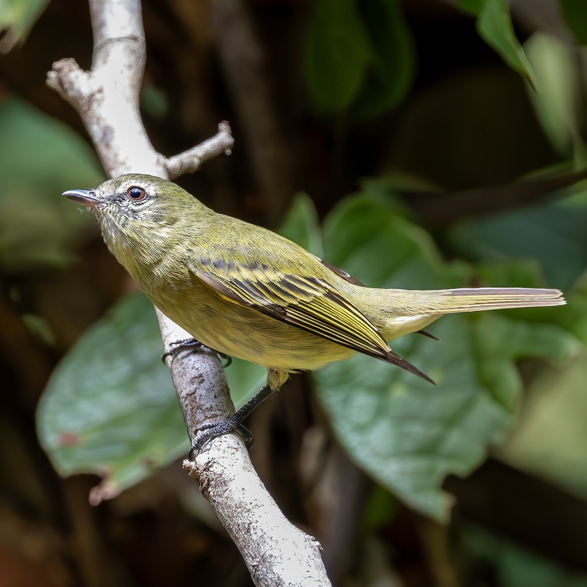 Rough-legged Tyrannulet - ML636924967