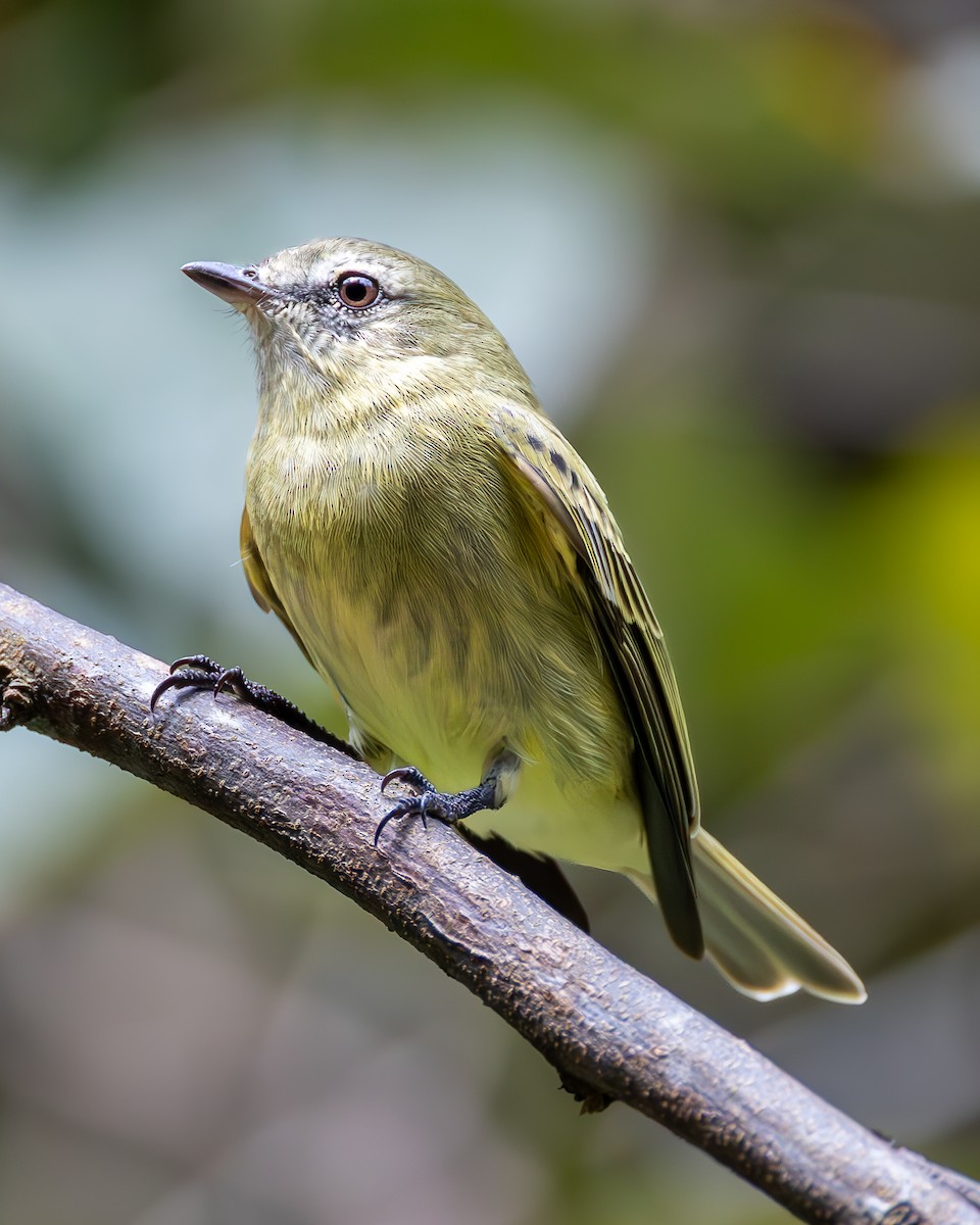 Rough-legged Tyrannulet - ML636924971