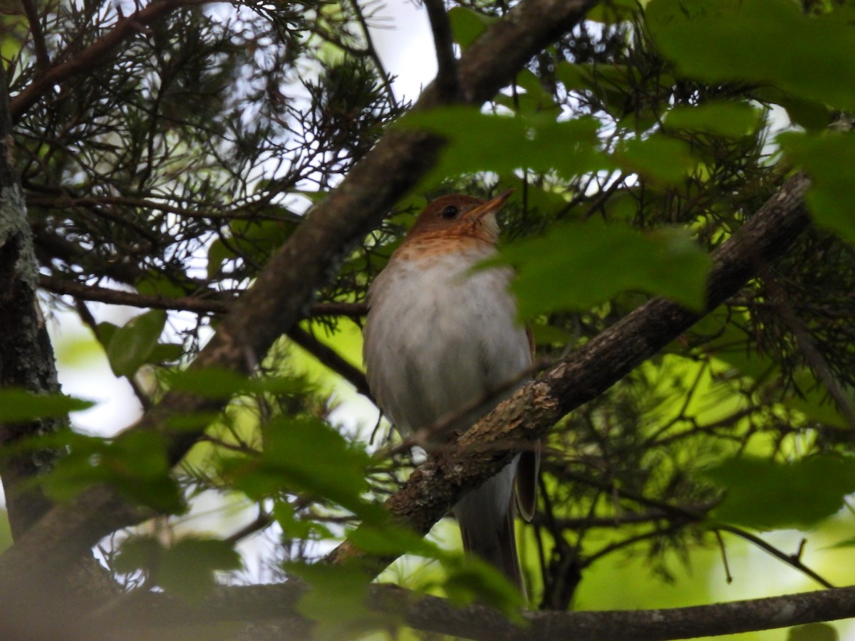 Veery - ML636924980