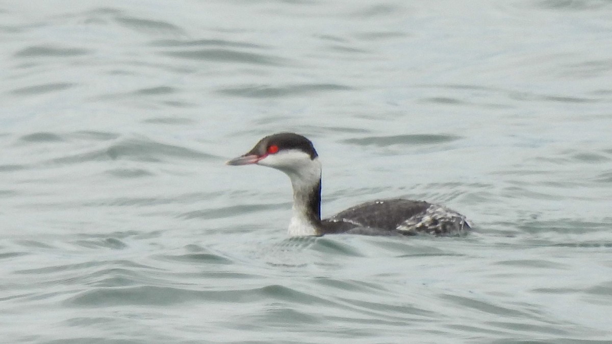 Horned Grebe - ML636924993