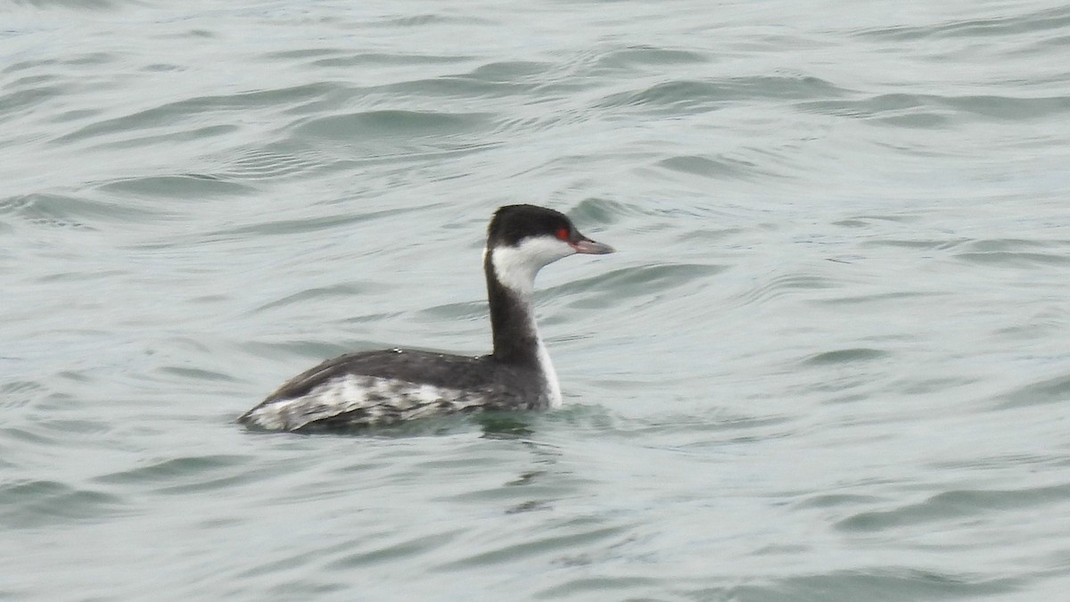 Horned Grebe - ML636924994