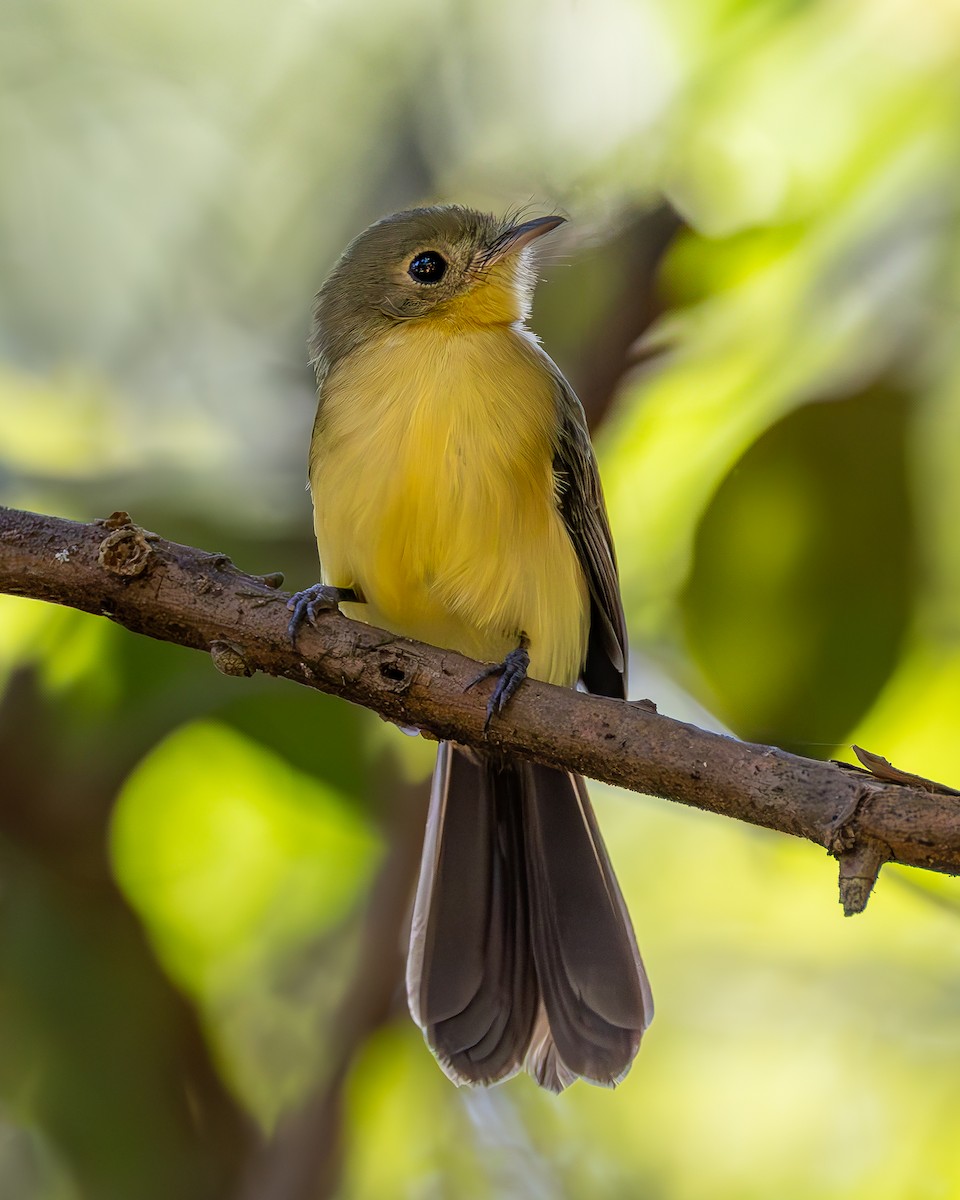 Black-tailed Flycatcher - ML636925069