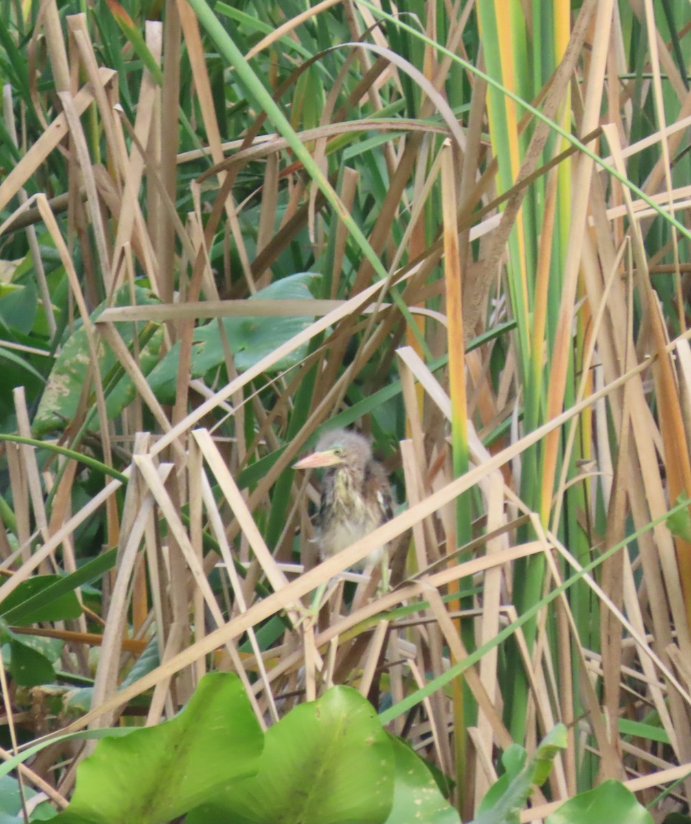 Green Heron - ML636925171