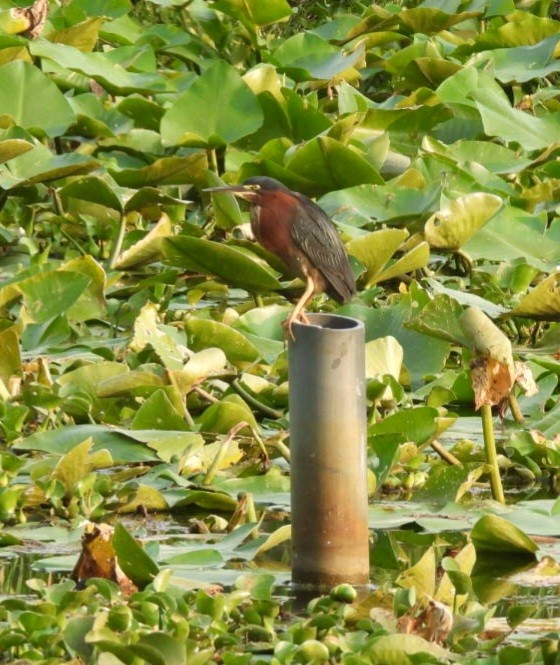 Green Heron - ML636925200