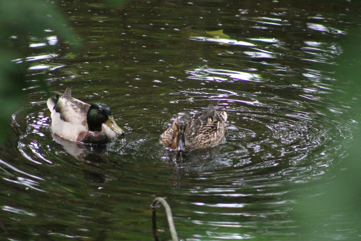 Mallard - ML636925286