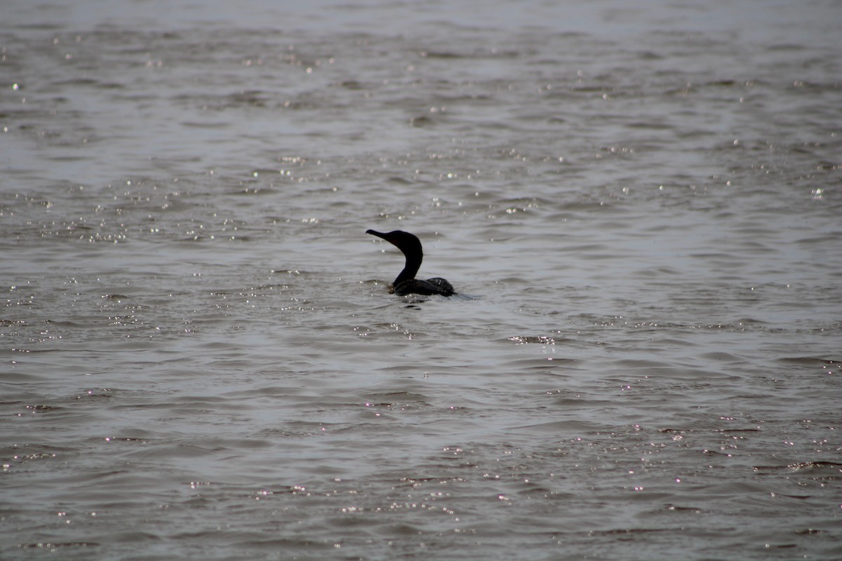 Double-crested Cormorant - ML636925303