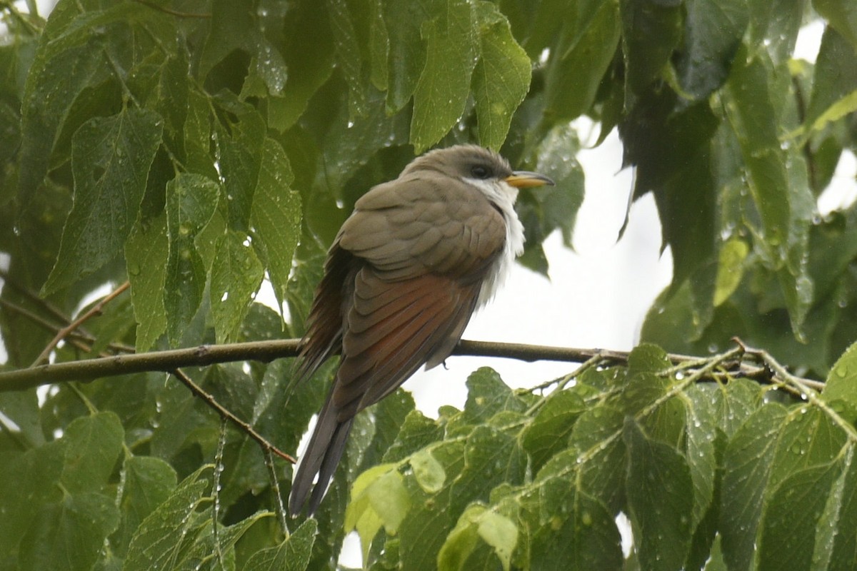 Yellow-billed Cuckoo - ML636925318