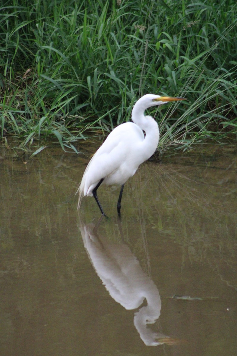 Great Egret - ML636925341