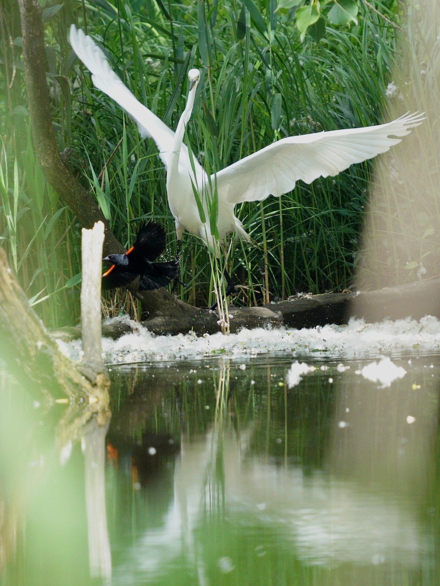 Great Egret - ML636925350