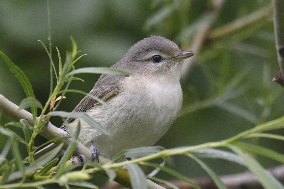Eastern/Western Warbling Vireo - ML636925362