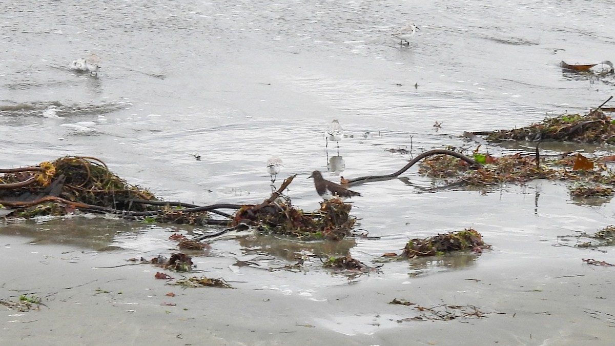 Black Turnstone - ML636925363