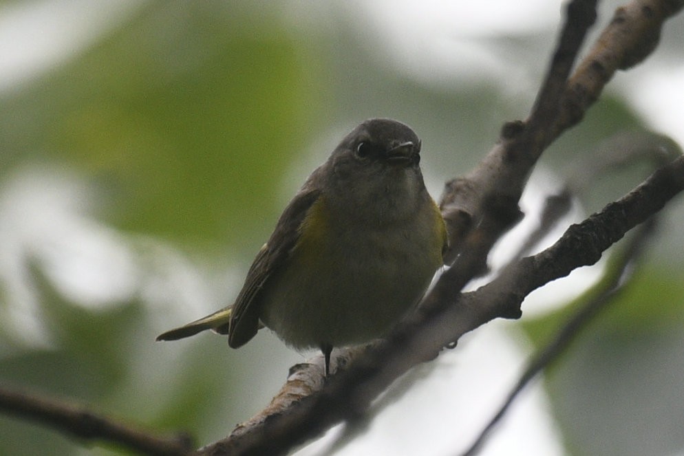 American Redstart - ML636925373