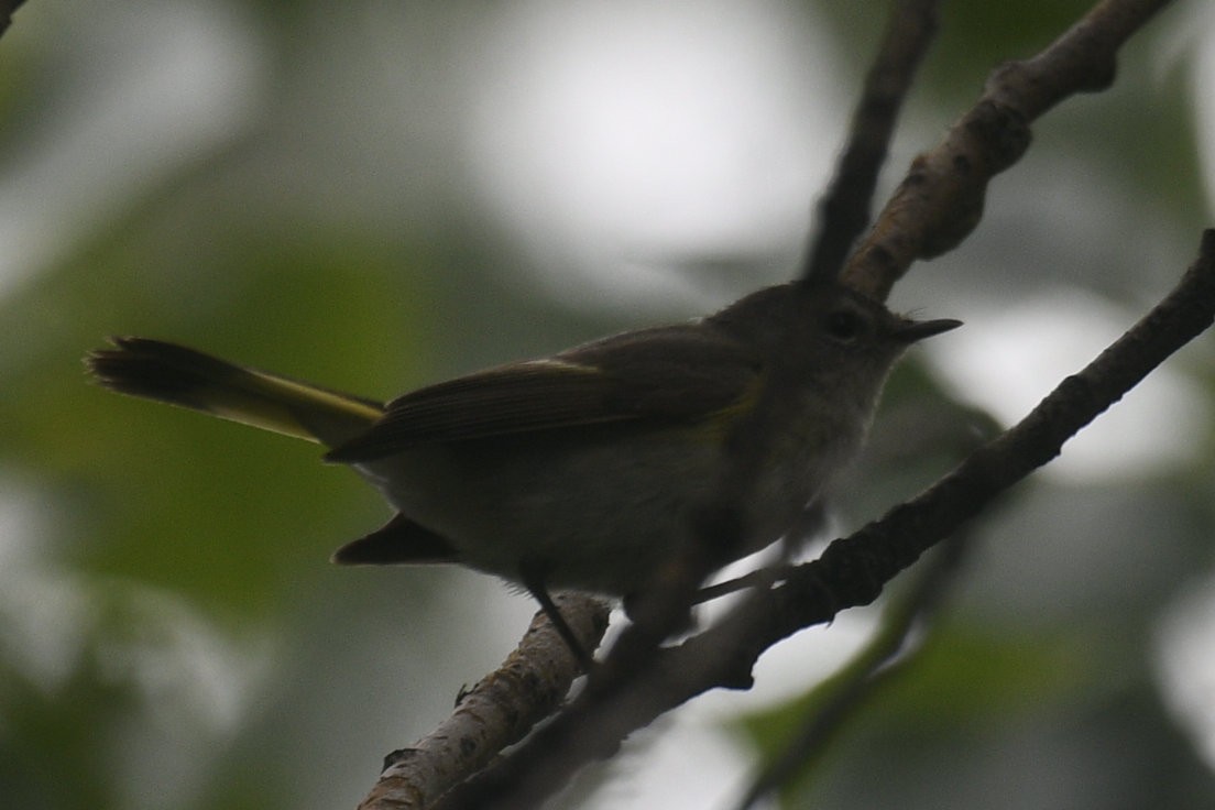 American Redstart - ML636925374