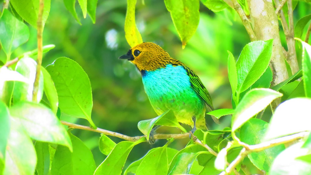 Gilt-edged Tanager - ML636925411