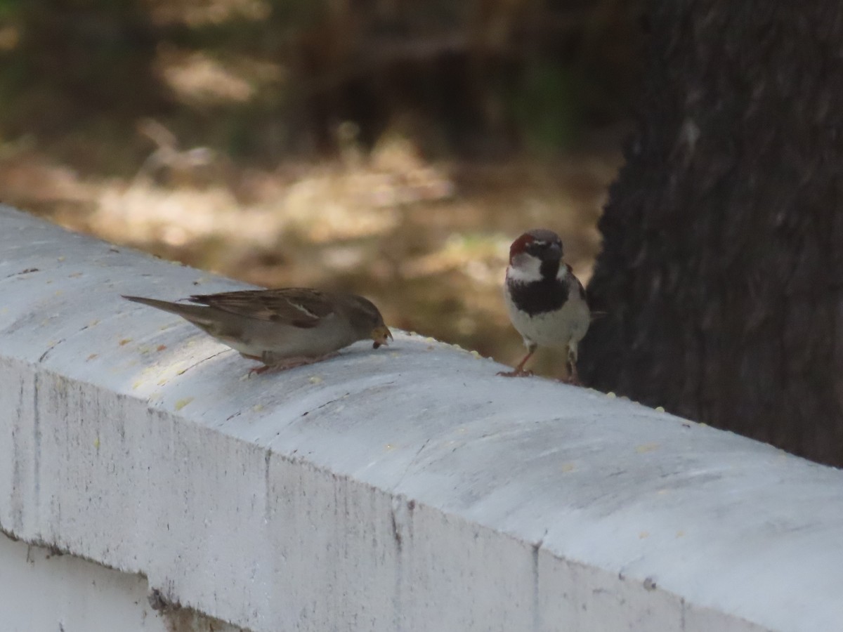 House Sparrow - ML636925469