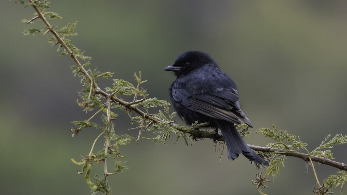 Fork-tailed Drongo (Clancey's) - ML636925479