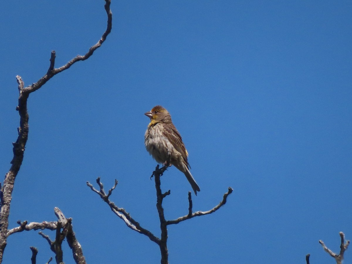 House Finch - ML636925524