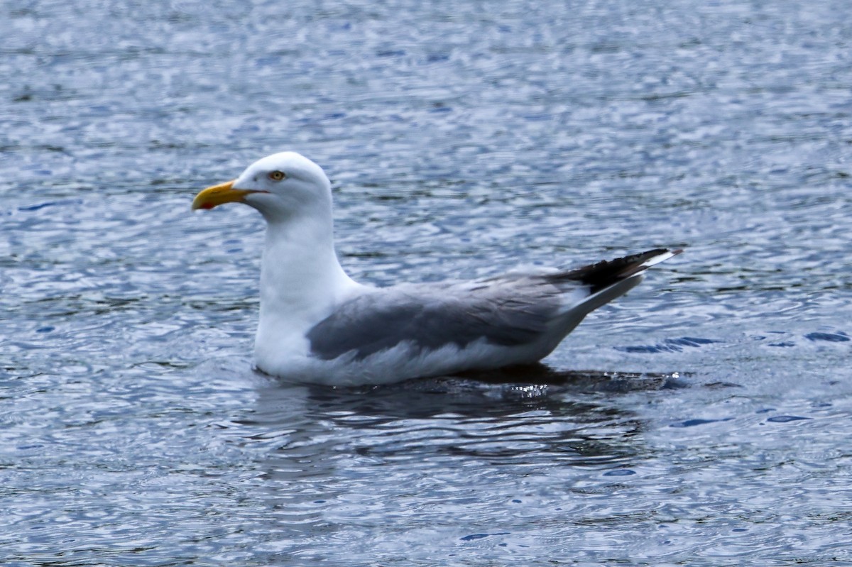 Goéland hudsonien - ML636925550