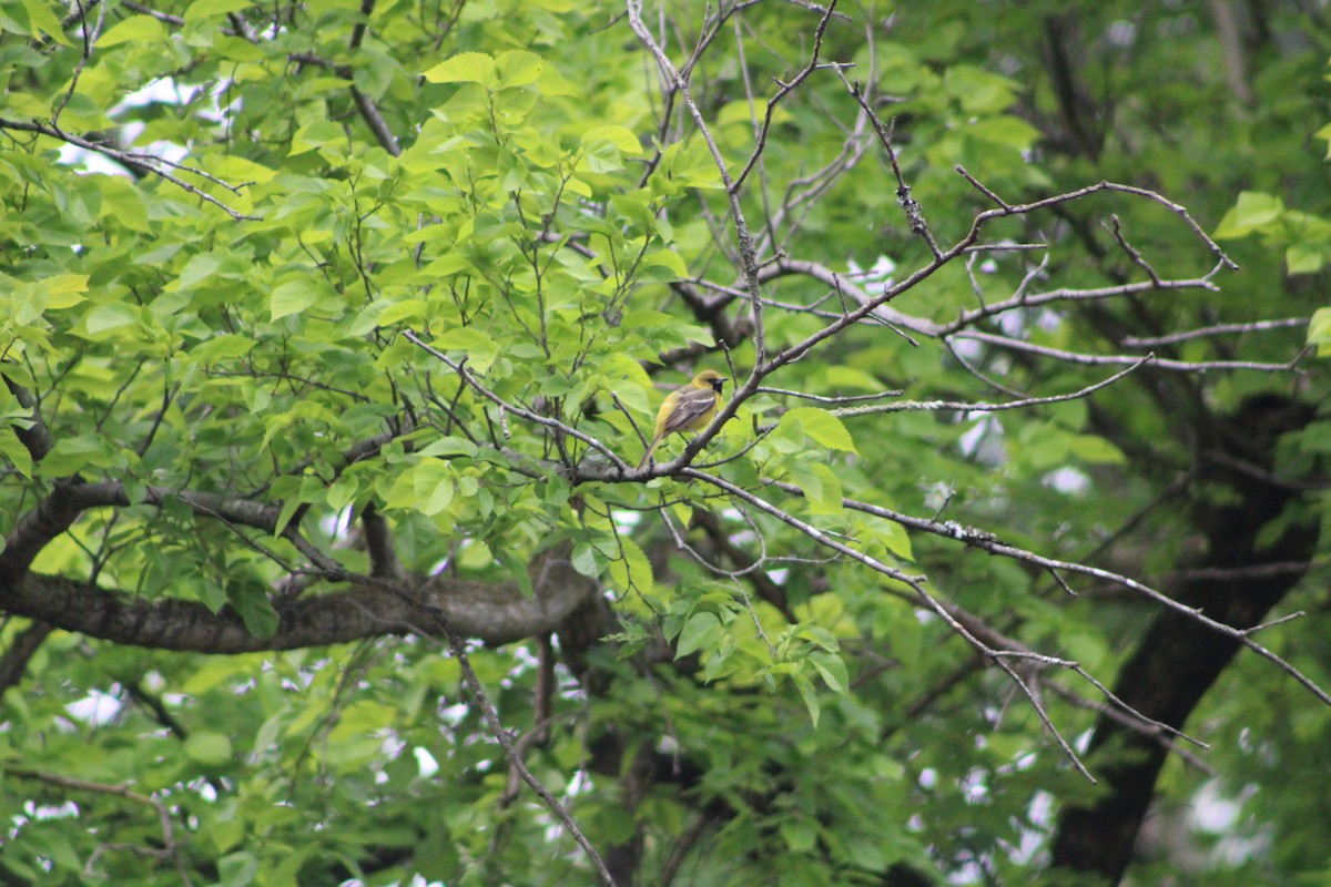 Orchard Oriole - ML636925585