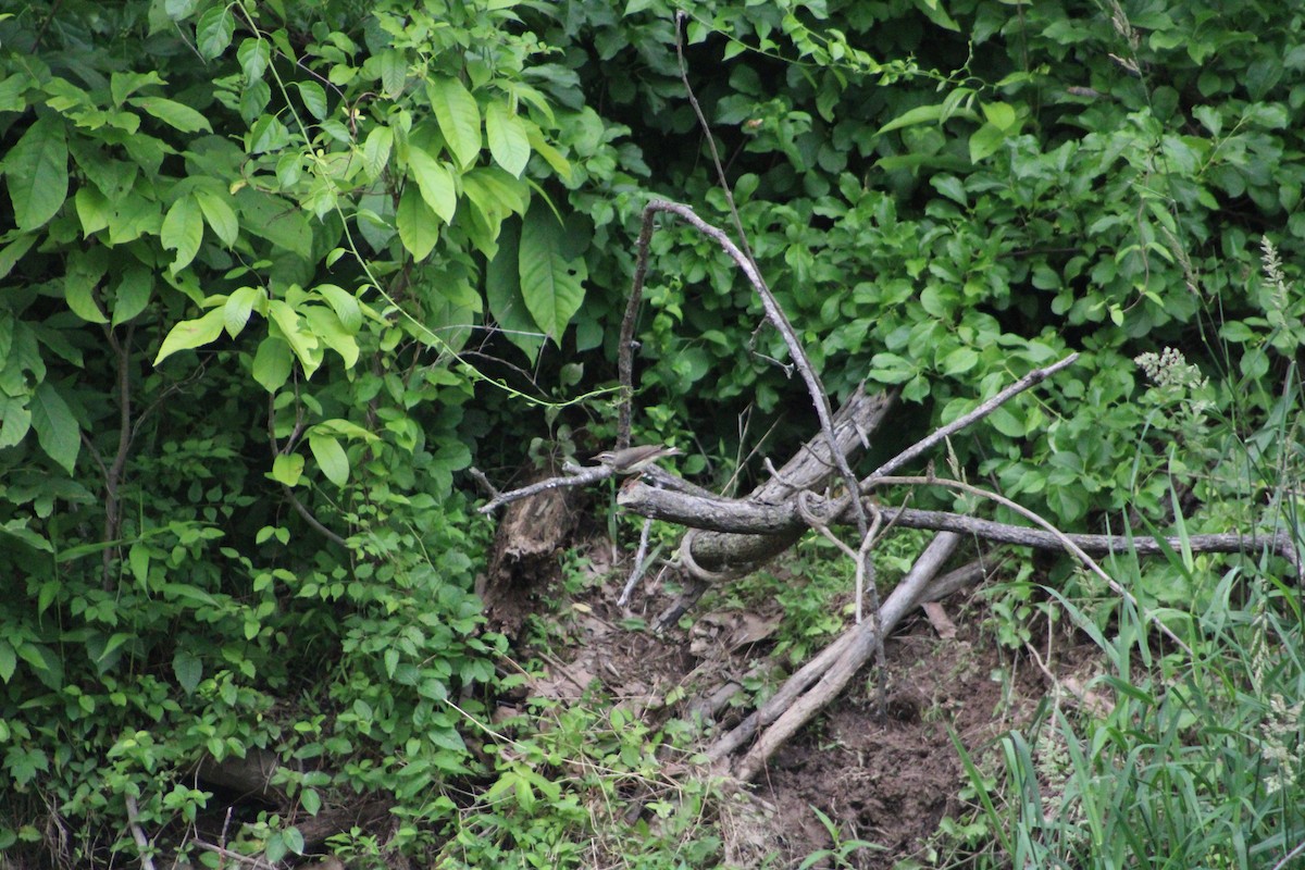 Louisiana Waterthrush - ML636925613