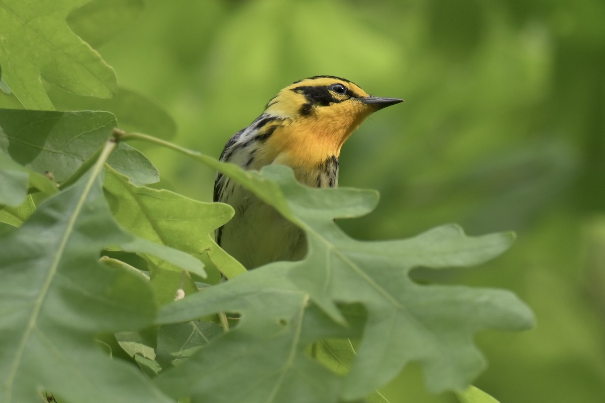 Blackburnian Warbler - ML636925626