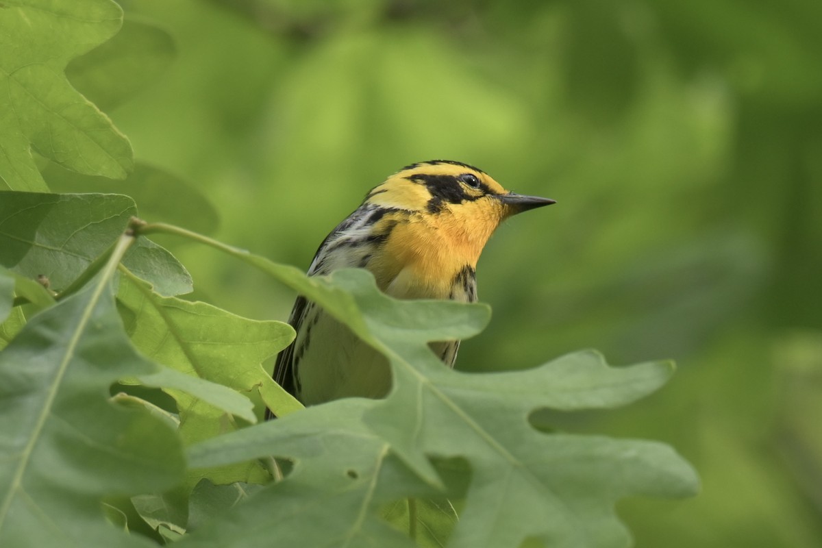 Blackburnian Warbler - ML636925627