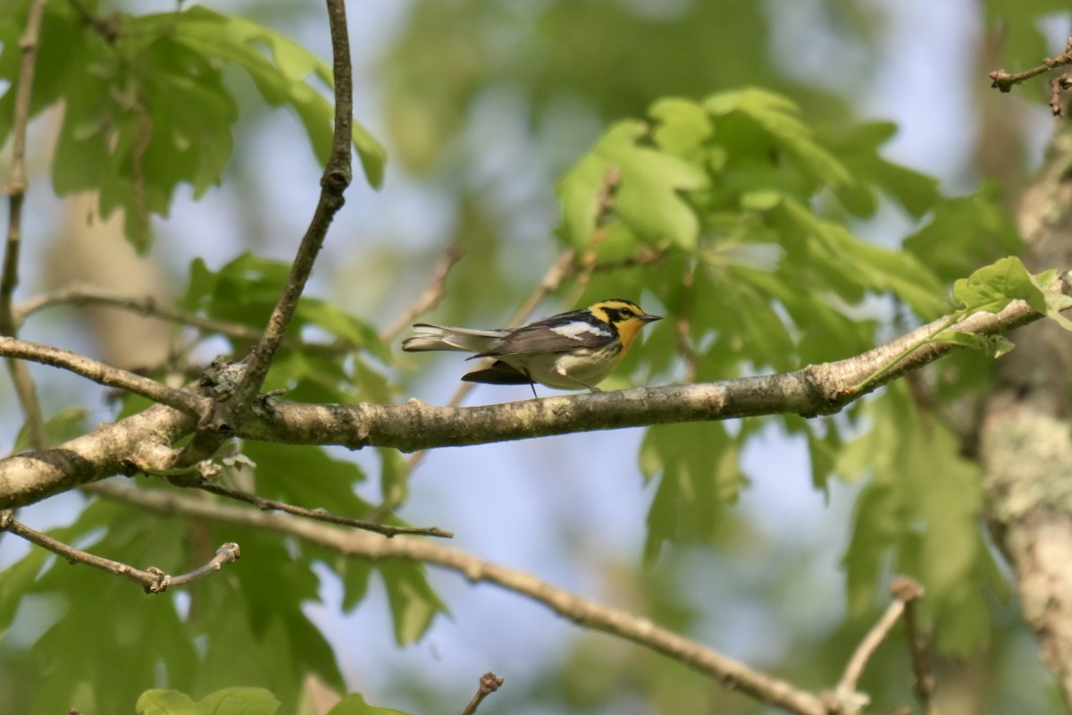 Blackburnian Warbler - ML636925628