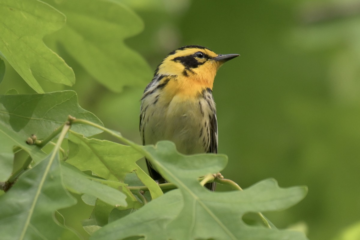 Blackburnian Warbler - ML636925629