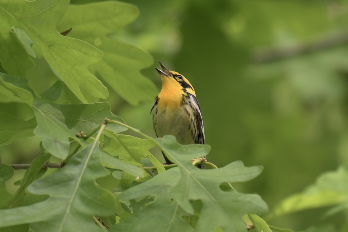 Blackburnian Warbler - ML636925630
