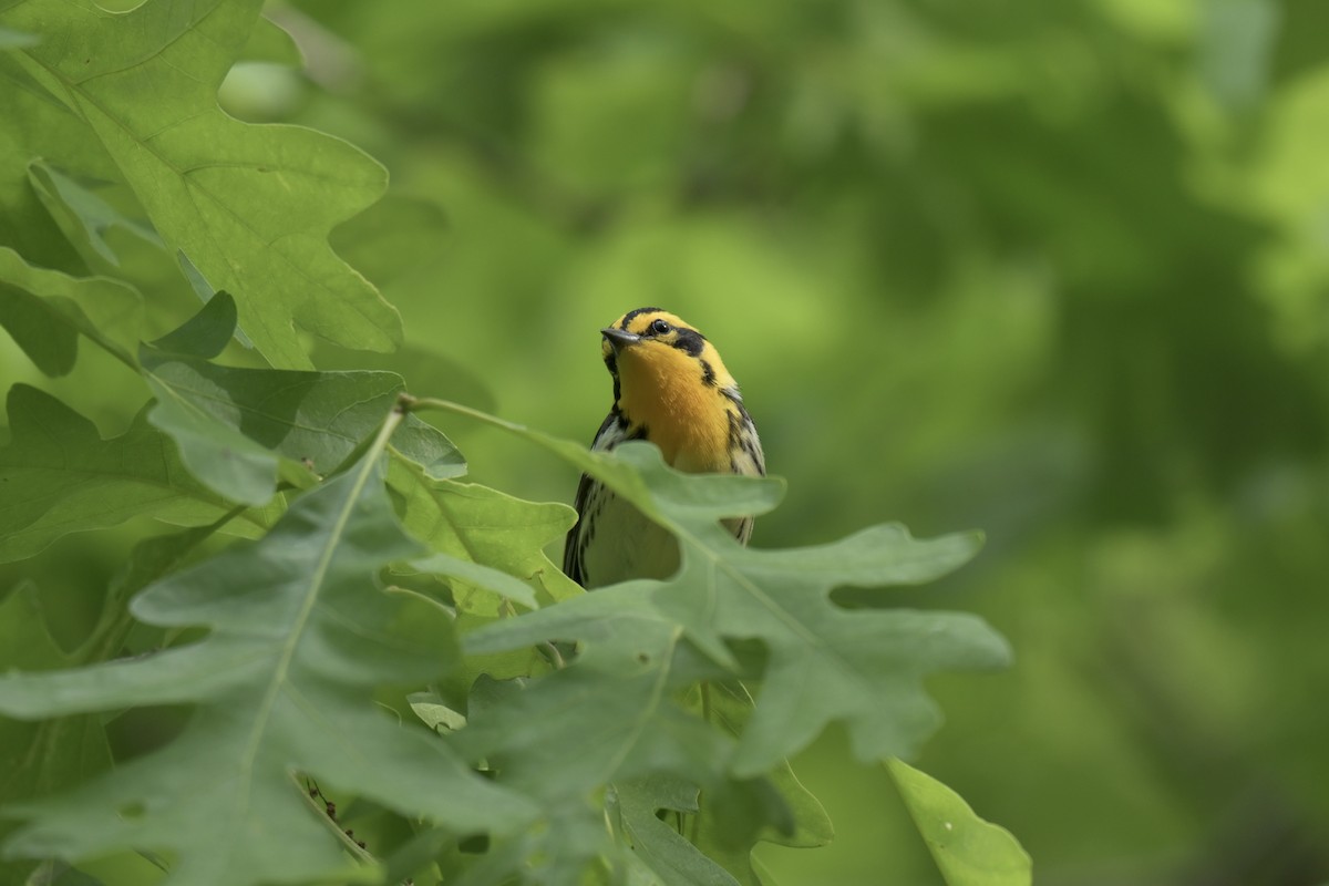 Blackburnian Warbler - ML636925631