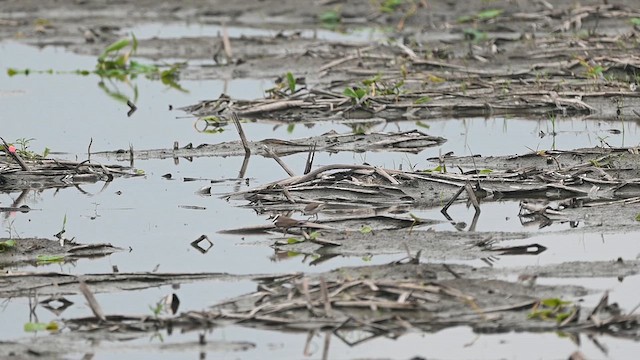 Little Ringed Plover (curonicus) - ML636925657