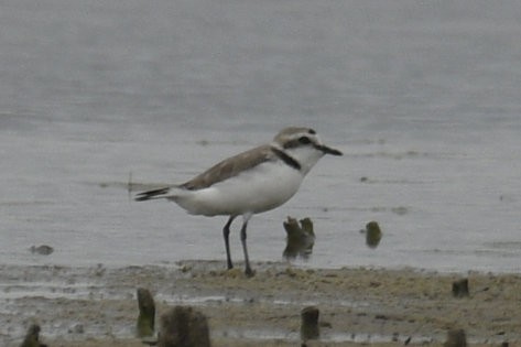 Snowy Plover - ML636925672