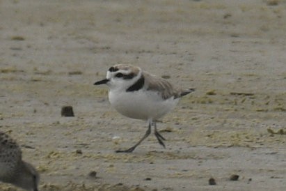 Snowy Plover - ML636925673