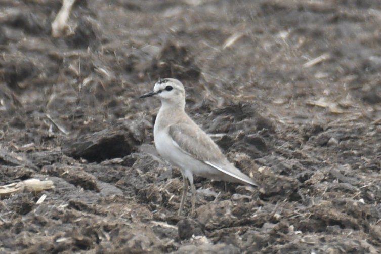 Mountain Plover - ML636925742