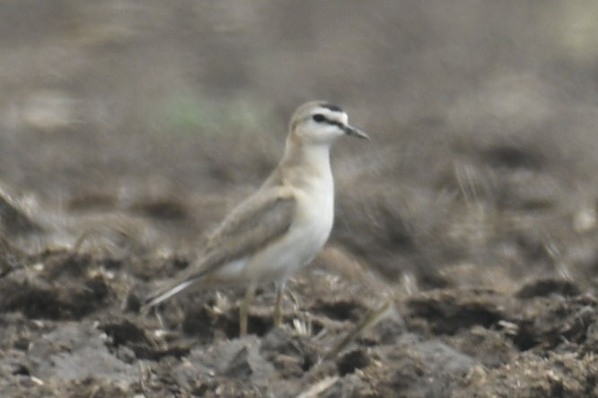 Mountain Plover - ML636925743