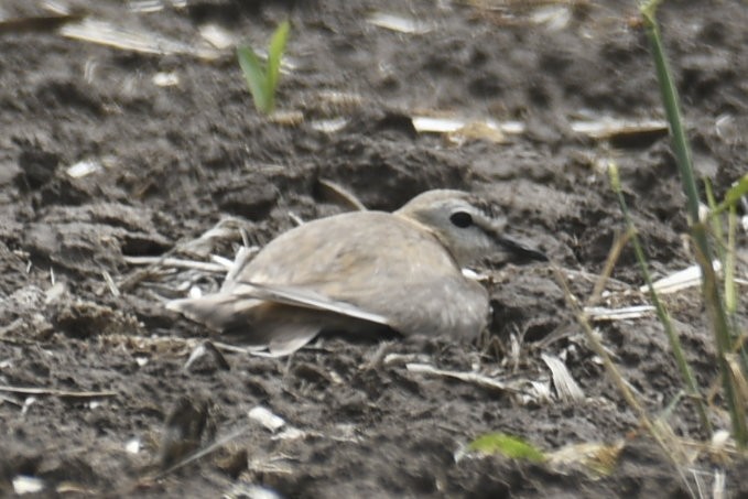 Mountain Plover - ML636925744