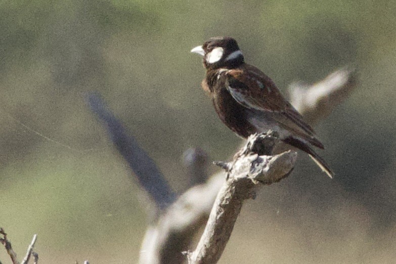 Chestnut-backed Sparrow-Lark - ML636925748